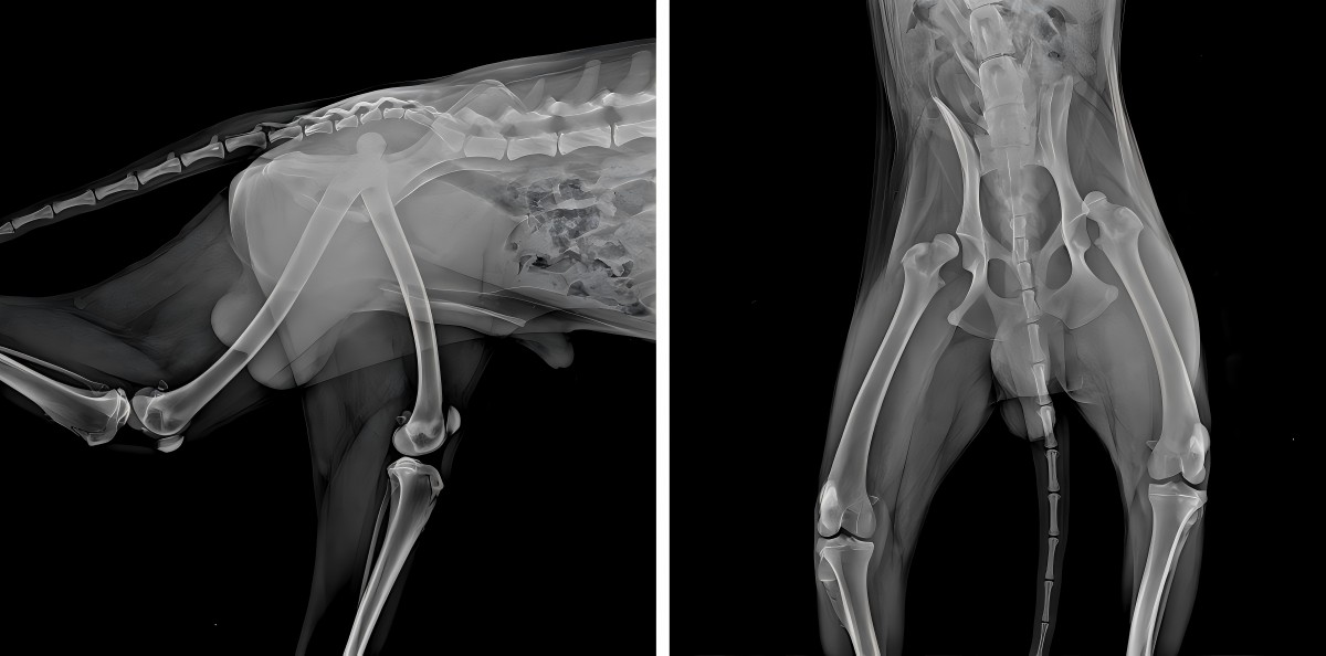 Распределение случая VetMedix 丨 Лазер высокой мощности улучшает послеоперационную реабилитацию двустороннего вывиха бедра