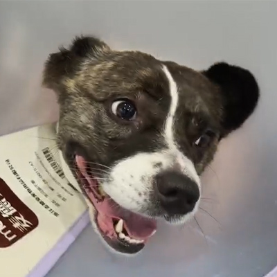 Отчет о случае Vetmedix: использование ветеринарной лазерной терапии при лечении острого неврита у пациента-собаки